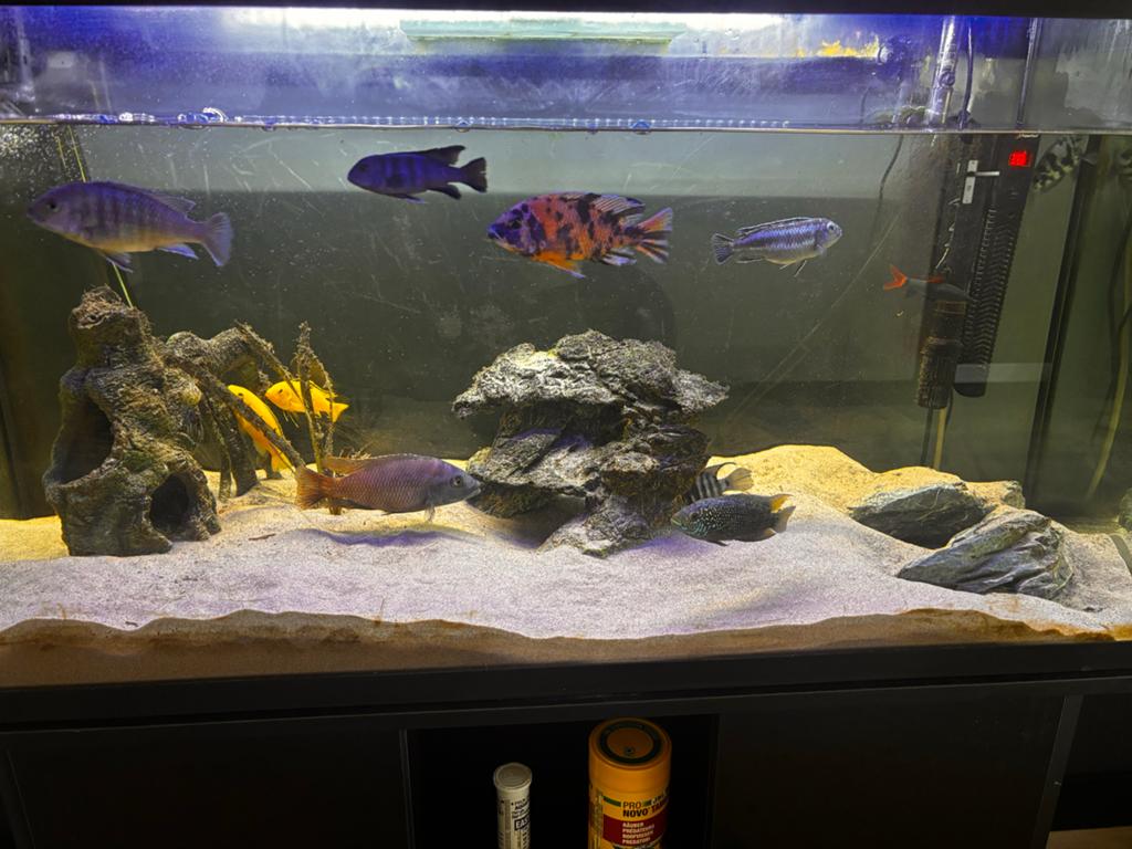 Verschillende ciclhiden moet weg, Dieren en Toebehoren, Vissen | Aquariumvissen, Vis