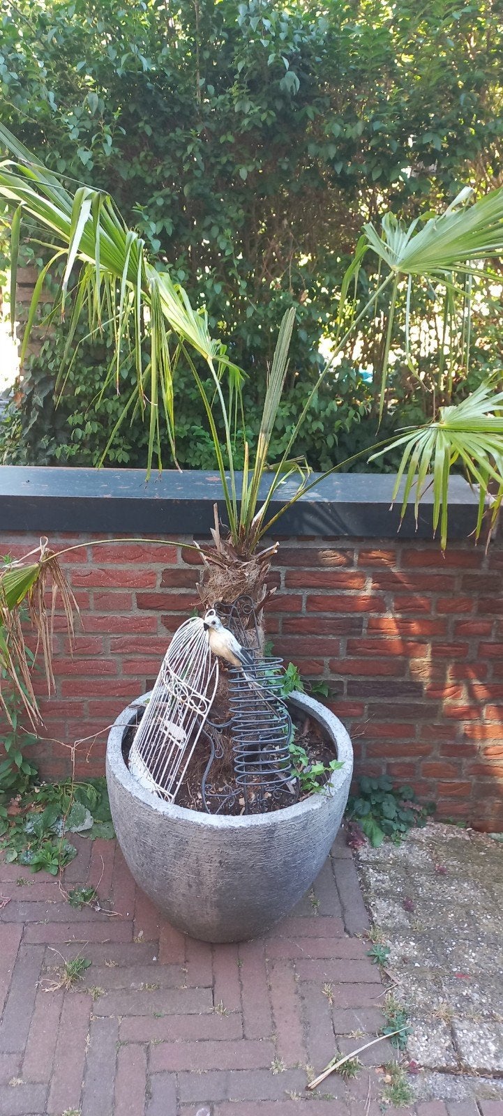 2 palmbomen, Tuin en Terras, Planten | Bomen, 100 tot 250 cm, Zomer, Palmboom, Ophalen