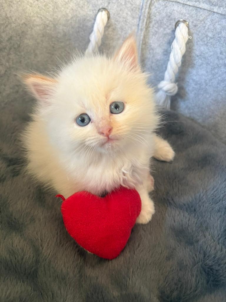 Prachtige Siberische kittens / Neva Masquerade, Meerdere dieren, Gechipt