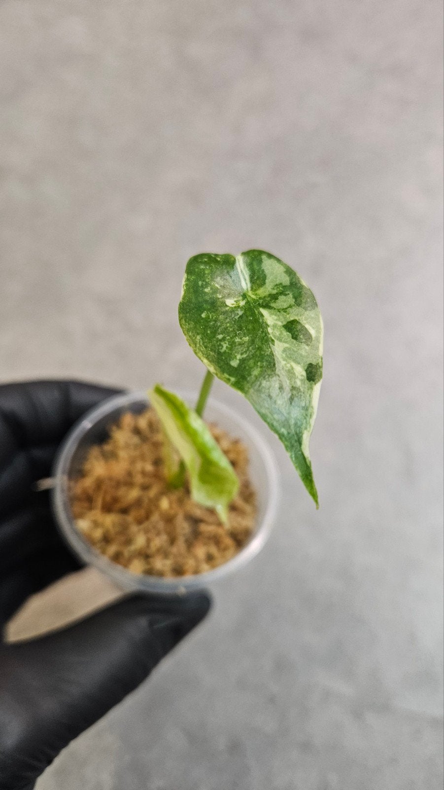 Alocasia Longiloba Albo Variegata, Ophalen of Verzenden, Halfschaduw, Minder dan 100 cm