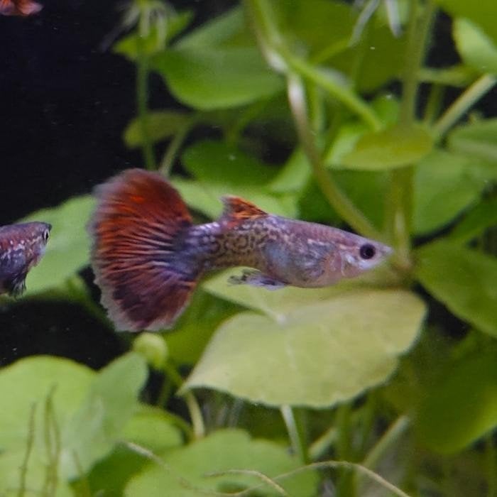 Lebistes reticulatus man, Dieren en Toebehoren, Vissen | Aquariumvissen, Vis