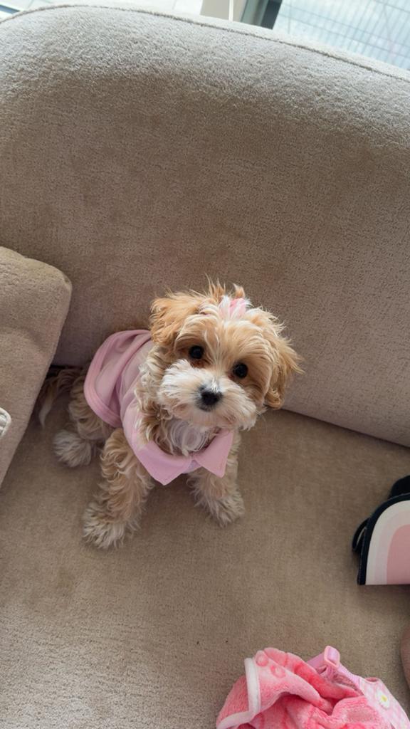 Maltipoo pup, HCC (leverziekte), 8 tot 15 weken, Teef, Eén hond