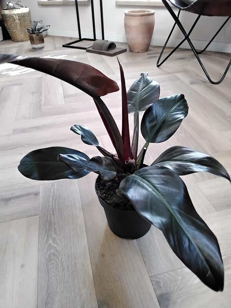 Philodendron, Huis en Inrichting, Kamerplanten, Ophalen of Verzenden, Halfschaduw, Minder dan 100 cm