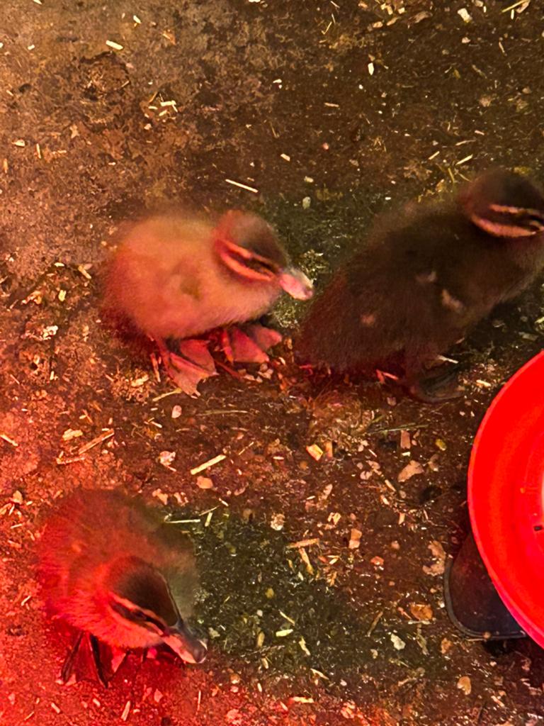 Loopeenden, pulletjes, Meerdere dieren