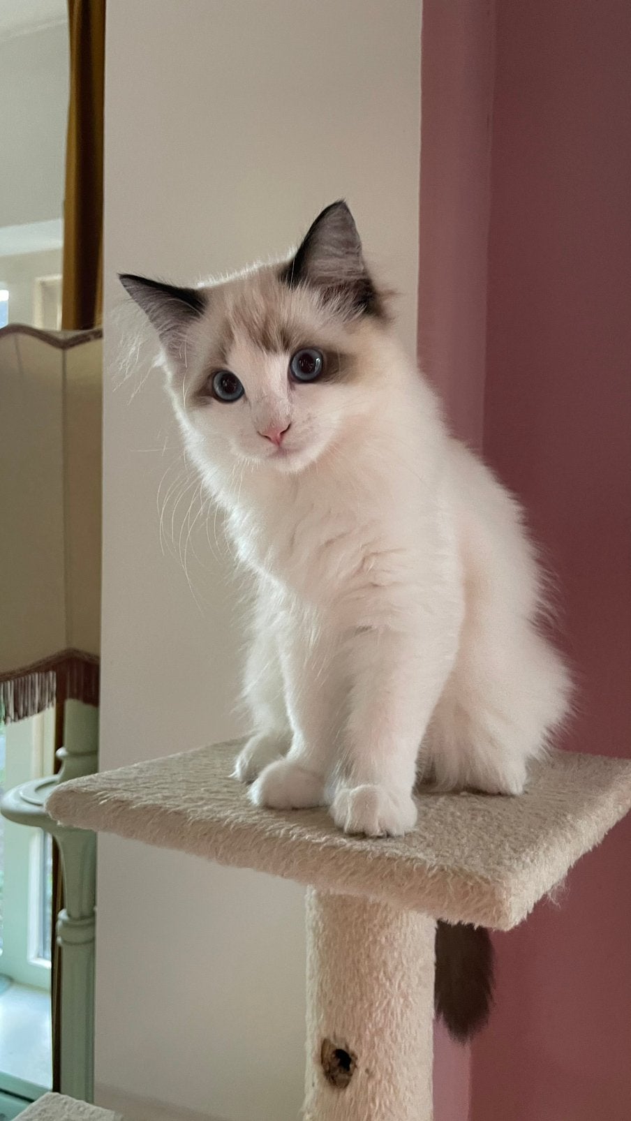 Prachtige Ragdoll kitten, Poes, Gechipt, 0 tot 2 jaar