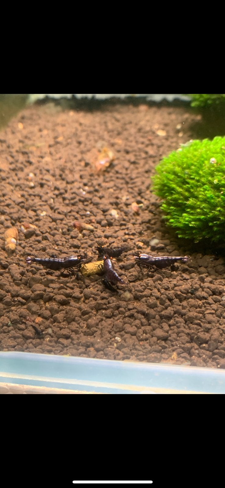 Metallic OE garnalen! TOP genetica! Garnaal, Kreeft, Krab of Garnaal, Zoetwatervis