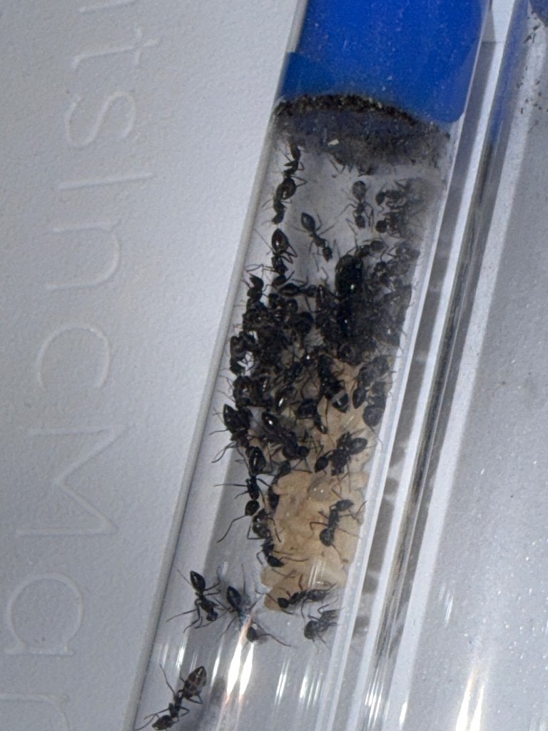 Camponotus sp, Dieren en Toebehoren, Mieren