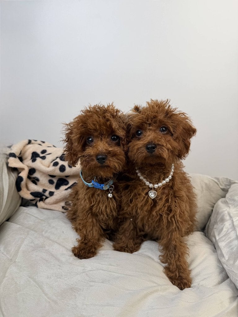 Toy Poedel Toy Poodle, Poedel, Parvo, België, Particulier