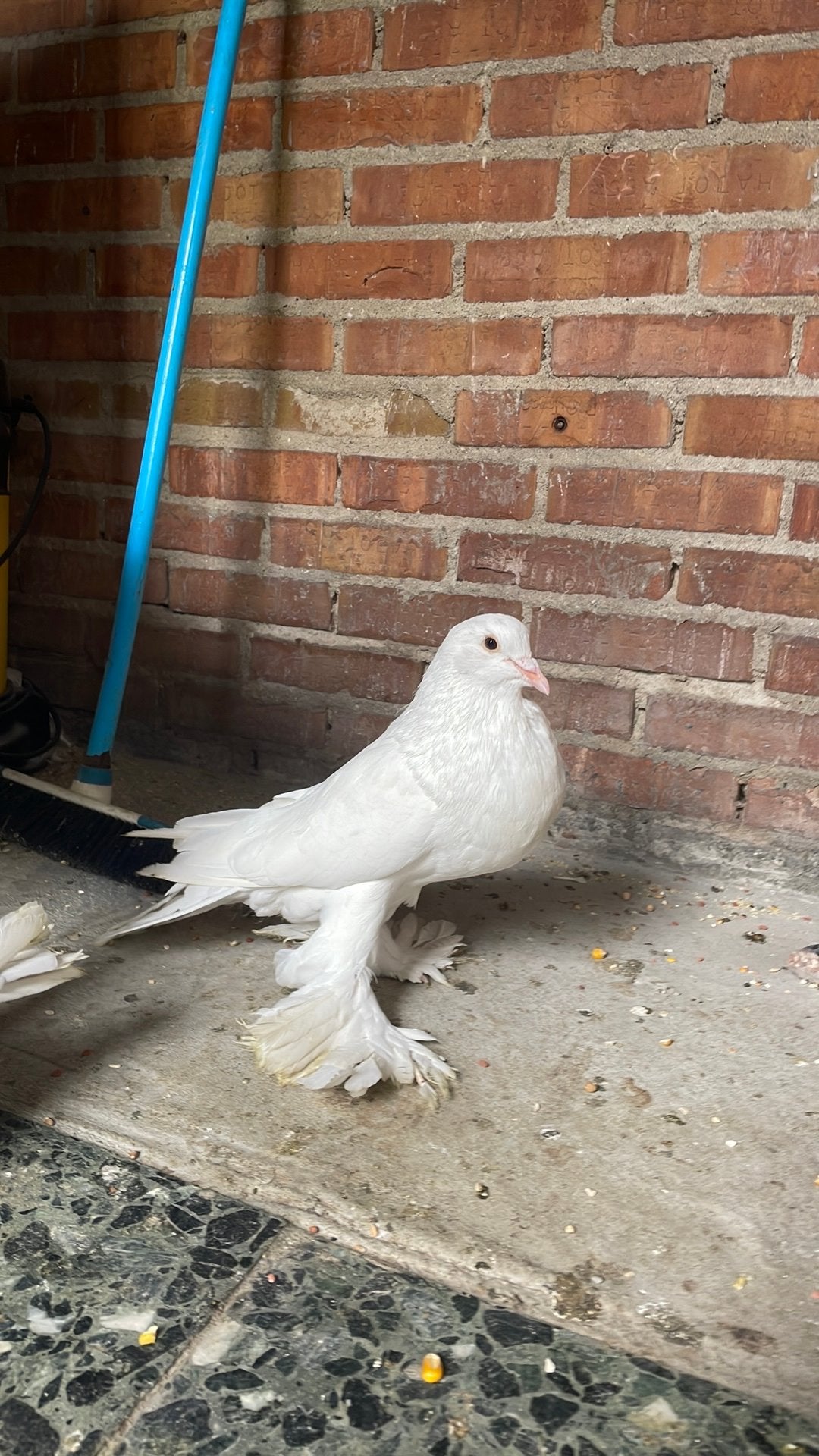 Koppel voor 10 euro, Meerdere dieren, Kropper