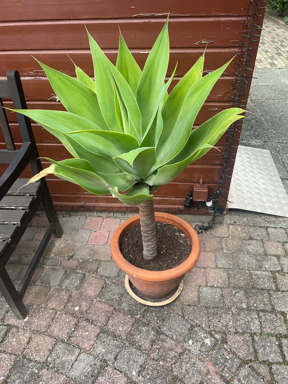 Vetplant, Ophalen of Verzenden, Overige soorten, Volle zon