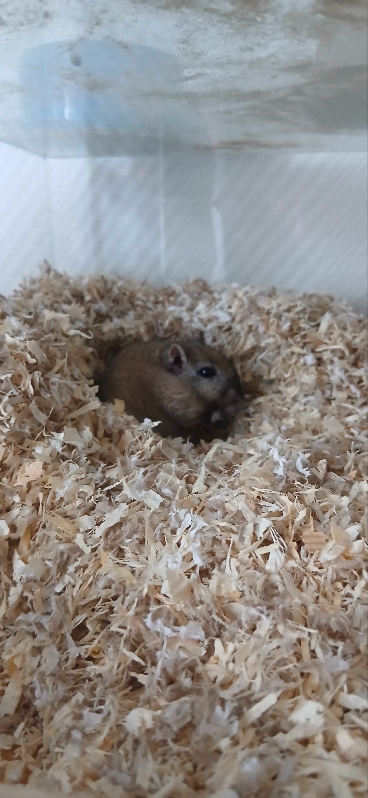 2 Gerbils inclusief toebehoren, Mei, Mannelijk, Overige typen