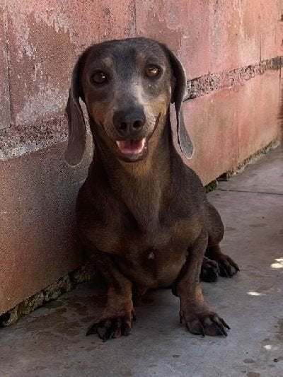 ACE: Luna is een teckeltje in hart en nieren!, Standaard, Particulier, Teef, Parvo