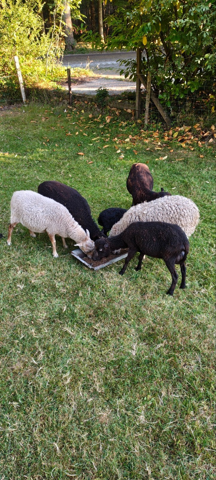 Quessant schaapjes, Dieren en Toebehoren, Vrouwelijk, Schaap