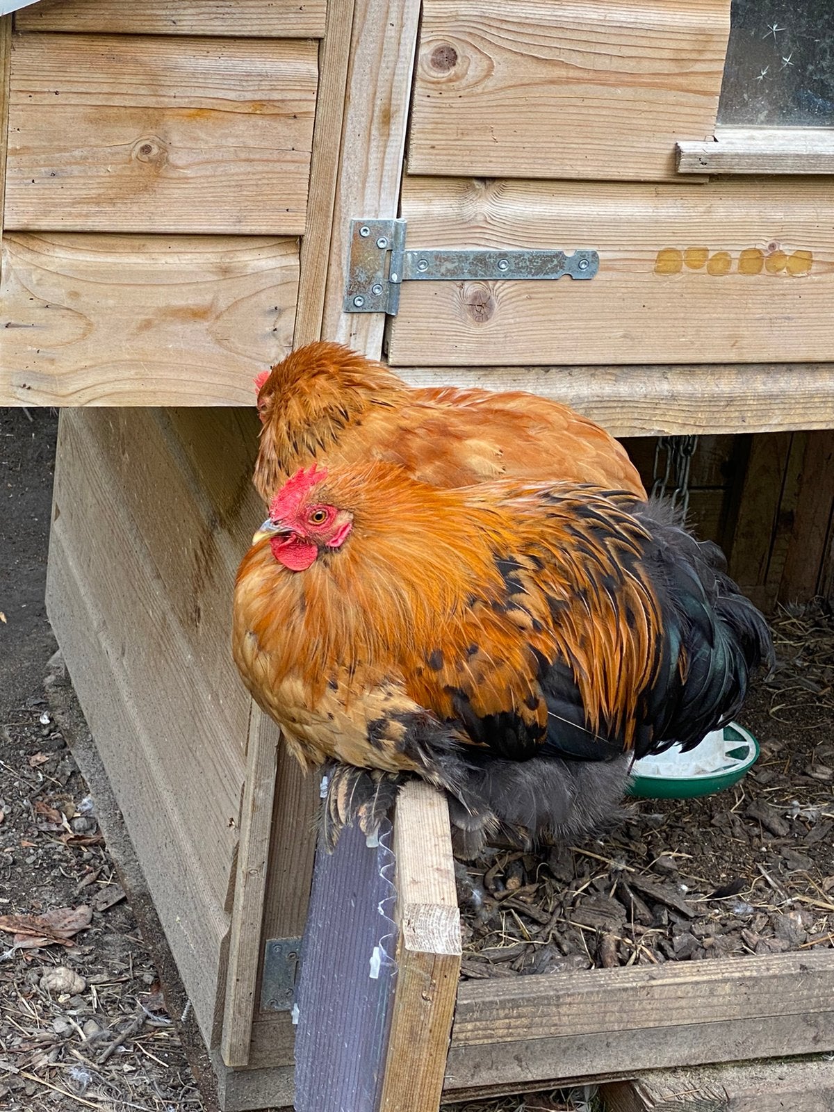 Diverse kleuren cochin haantjes, Dieren en Toebehoren, Pluimvee, Mannelijk, Kip