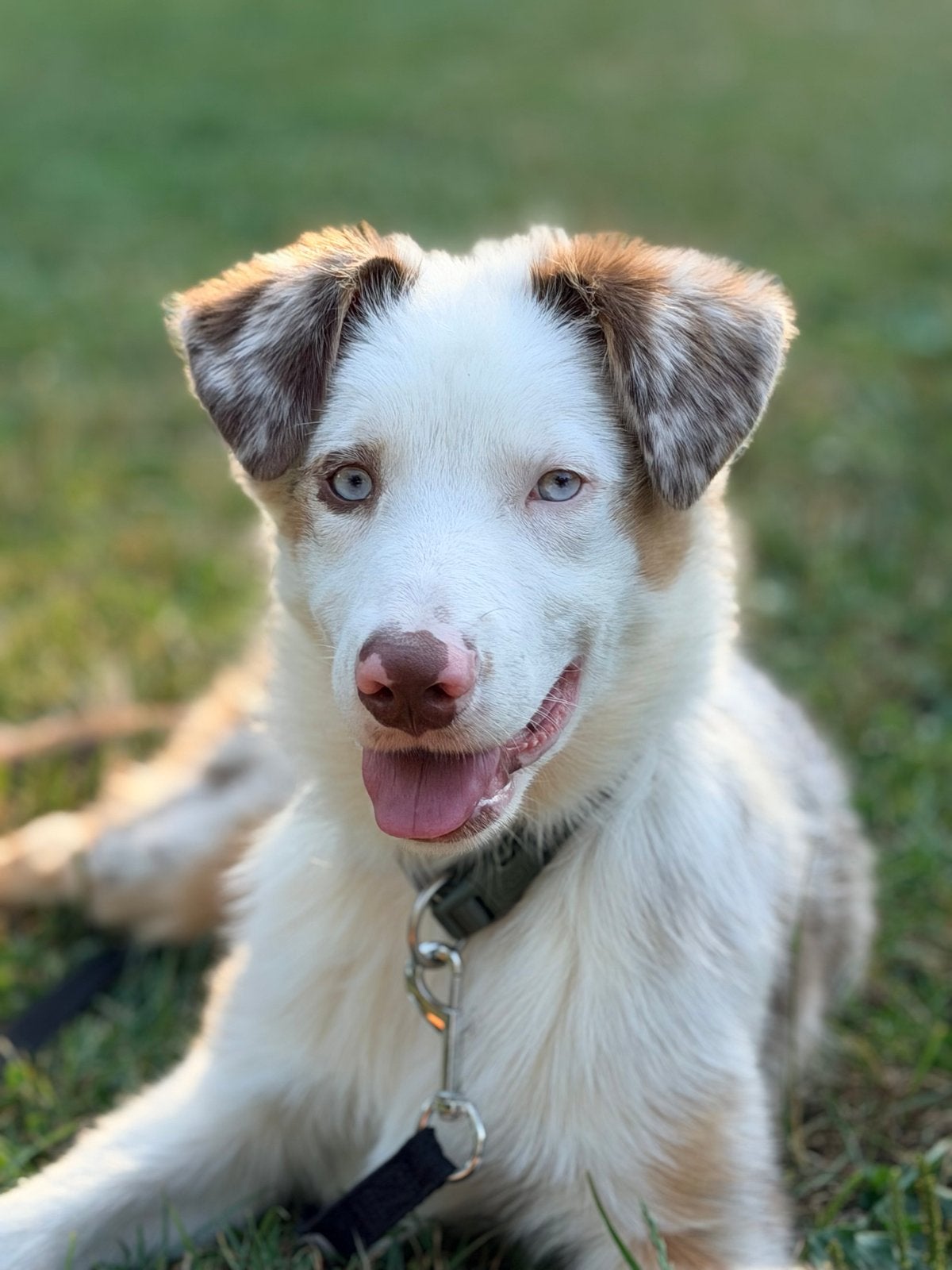 Border collie X Australian Shepherd, 15 weken tot 1 jaar, Reu, Eén hond, CDV (hondenziekte)