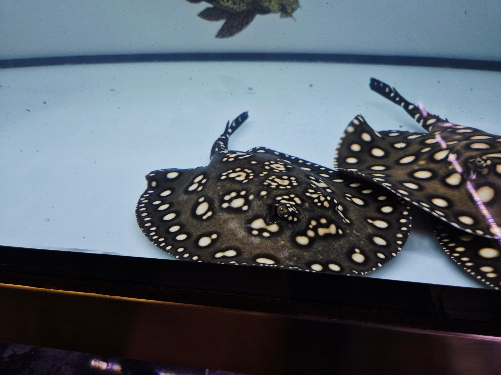 potamotrygon black diamond, Dieren en Toebehoren, Vis, Zoetwatervis