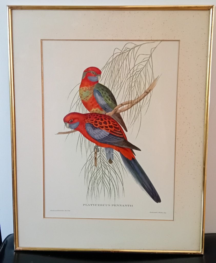 John Gould, Platycercus Pennanth, Dieren, Ophalen of Verzenden, Print, Papier