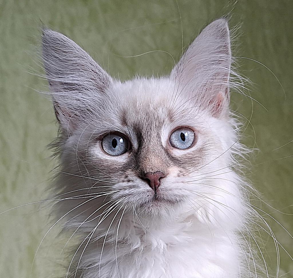 Ragdoll x Siberische kittens langharig 2 poesjes, Dieren en Toebehoren, Meerdere dieren, Langharig