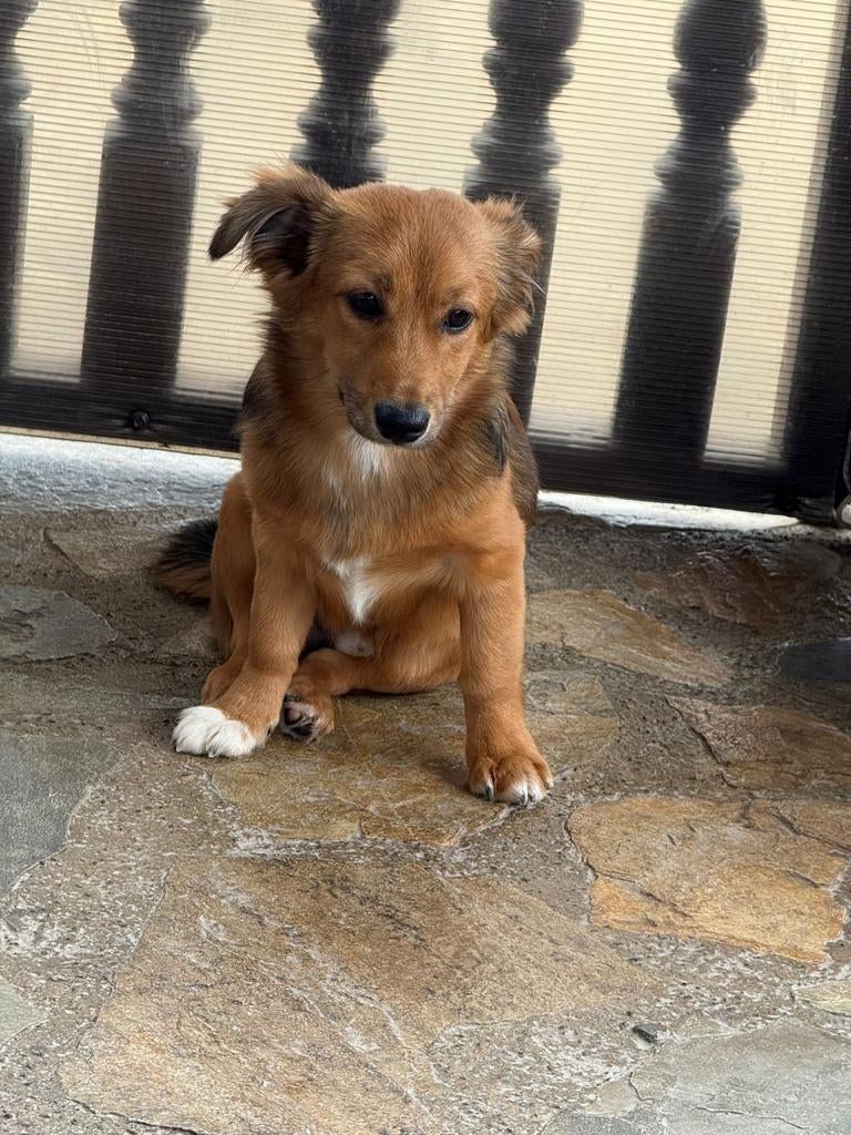 Puppys 5maanden adoptie herplaatser, Dieren en Toebehoren, Honden | Niet-rashonden, Particulier, 15 weken tot 1 jaar, Buitenland