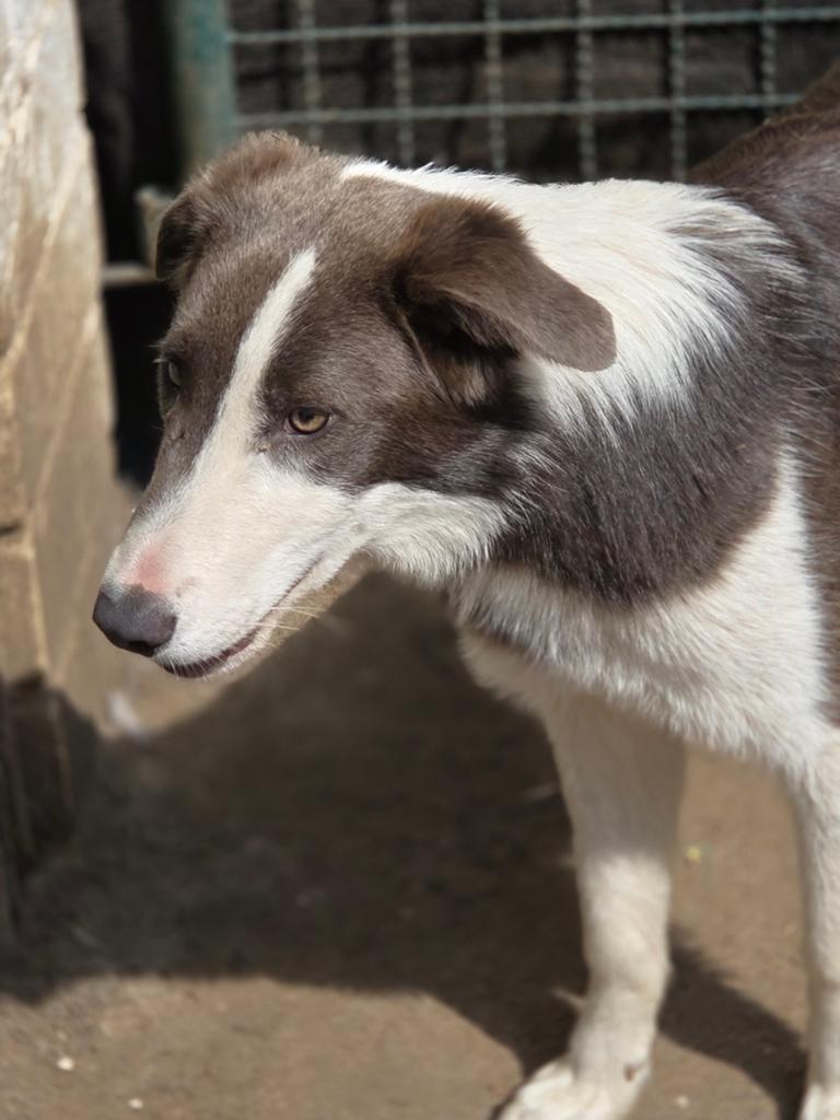 Knappe Border Collie reu, Dieren en Toebehoren, Honden | Herdershonden en Veedrijvers, Parvo, 15 weken tot 1 jaar, Reu, Collie