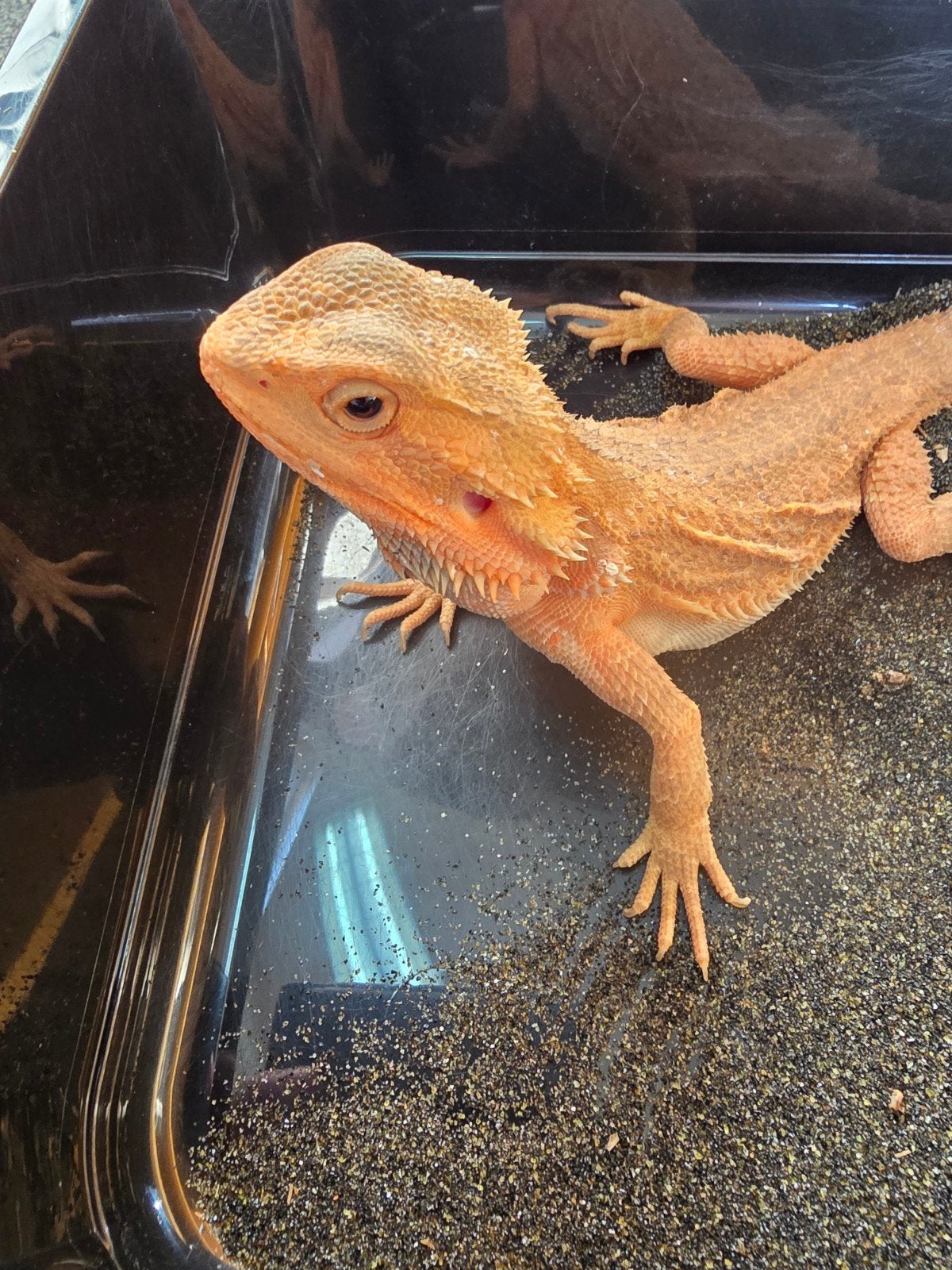 Prachtige vrouwelijke Translucent baardagaam Bearded Dragon - female for sale from LOST TREASURES