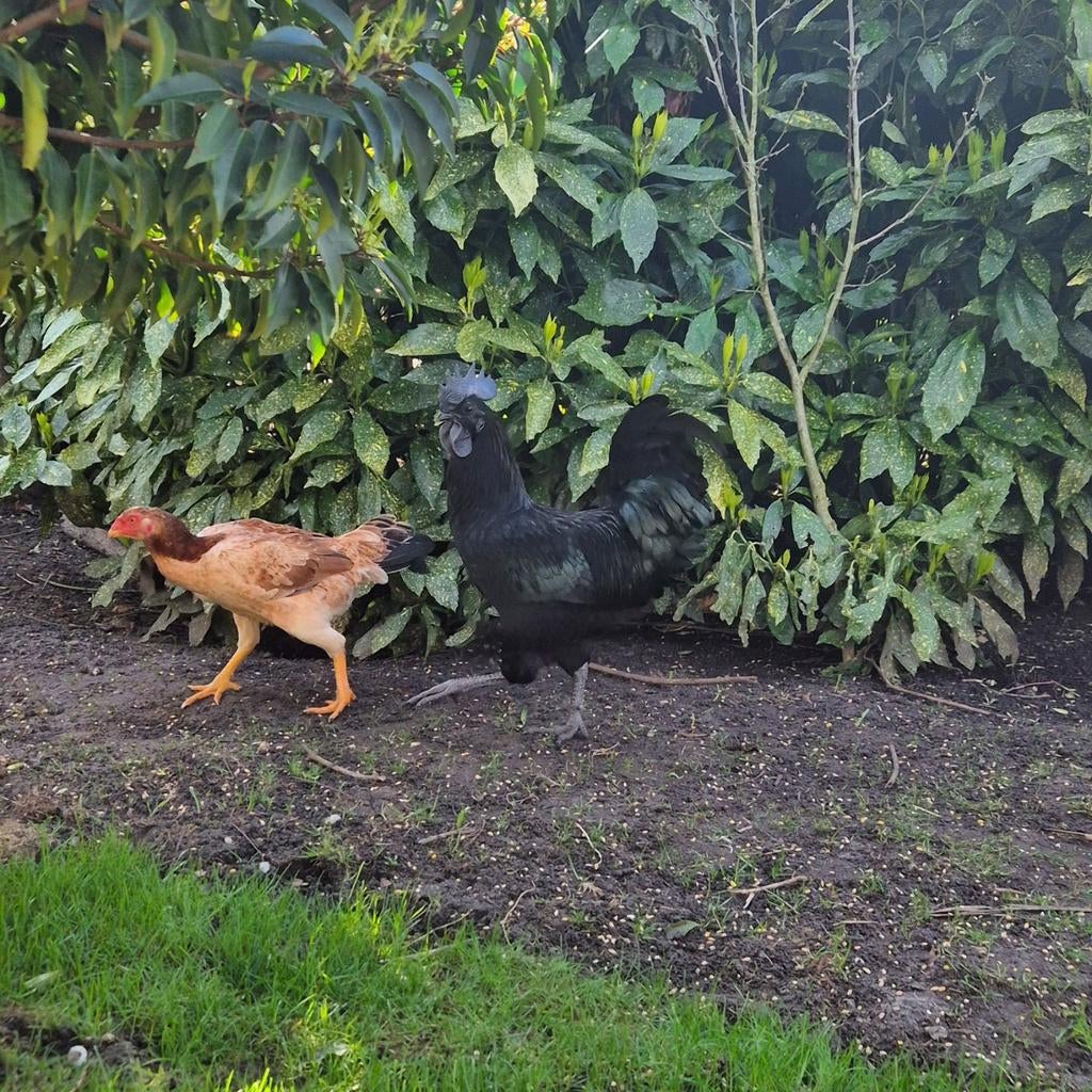 Prachtige Ayam Cemani haan, Dieren en Toebehoren, Mannelijk, Kip