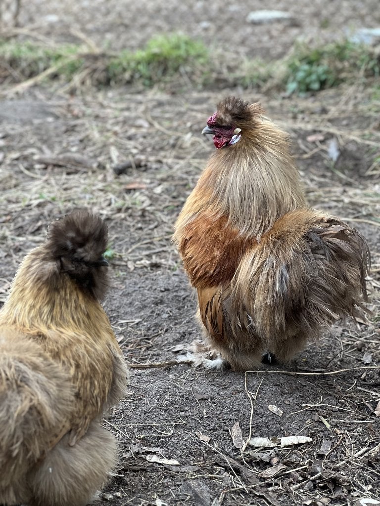 Zijdehoender Kriel broedeieren, Dieren en Toebehoren, Geslacht onbekend, Kip