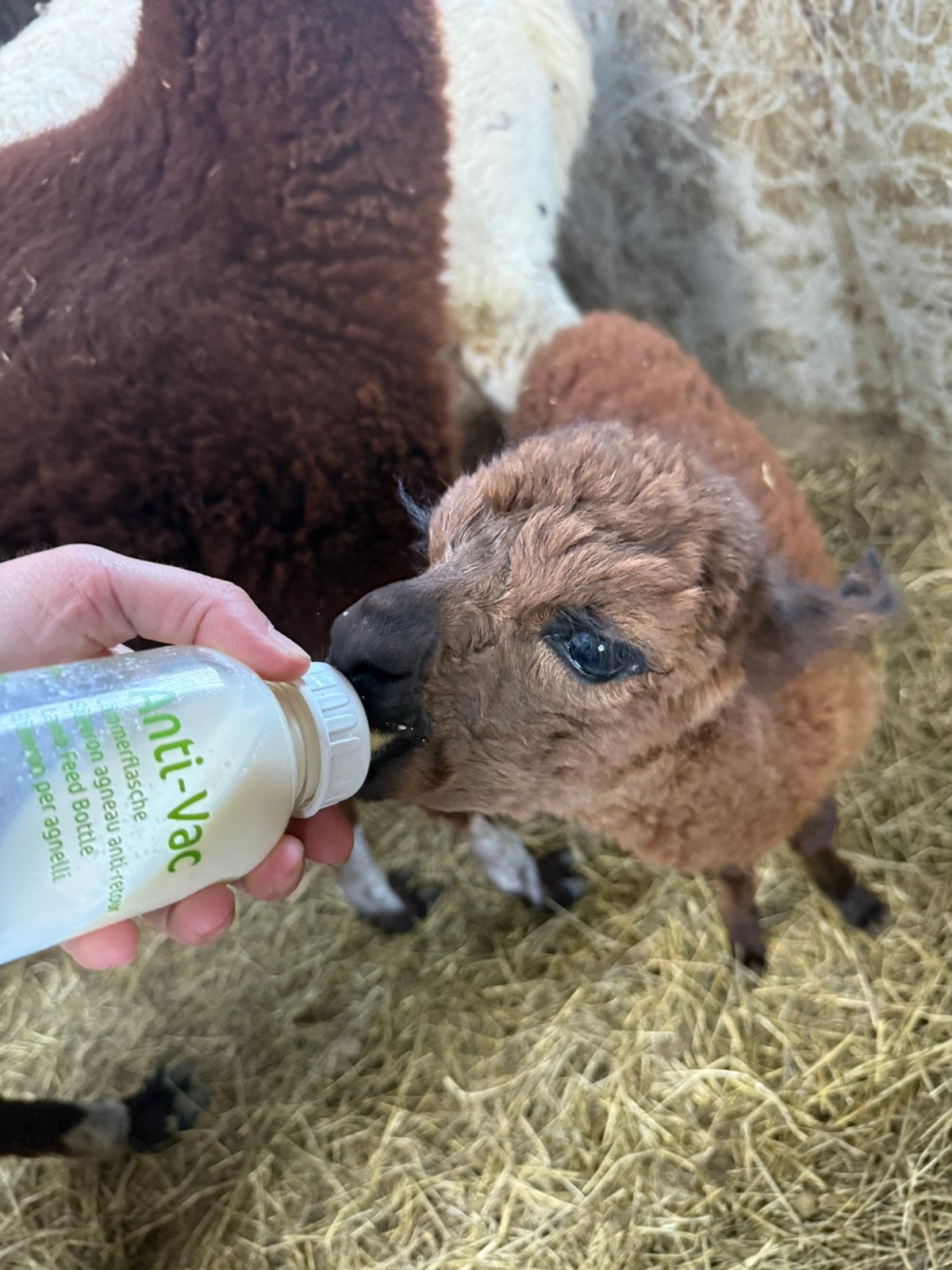Lieve alpacahengst te koop, April, Mannelijk