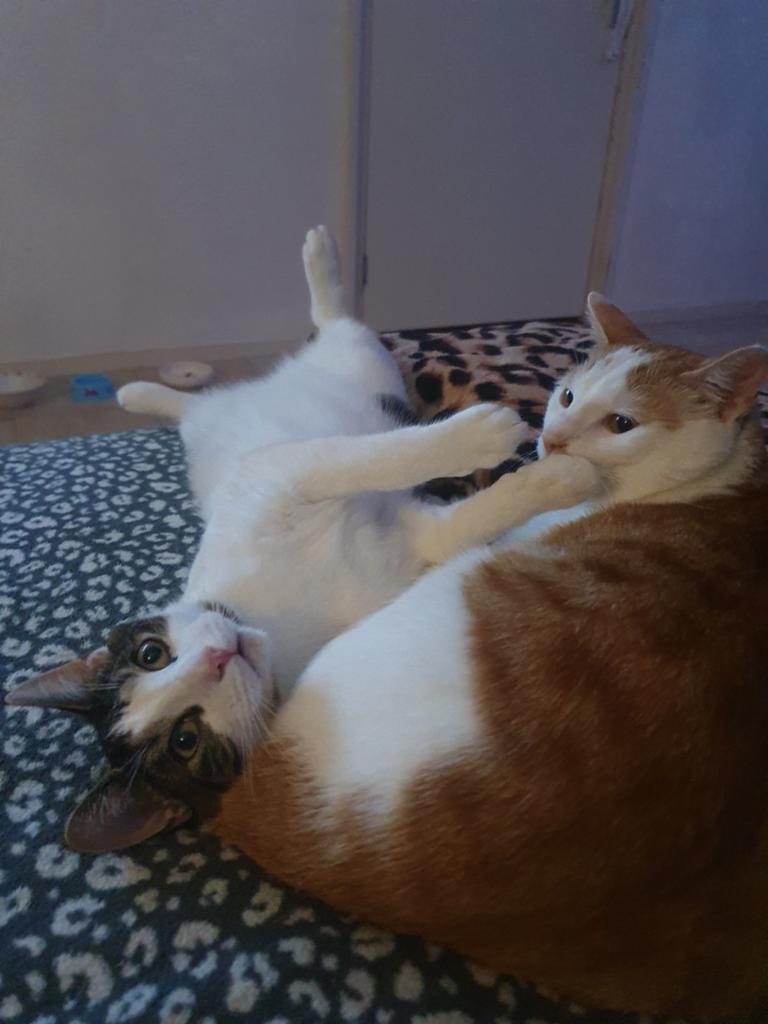 ​ GEZOCHT: kittenmeisje voor ons gouden mandje, Dieren en Toebehoren, Ophalen
