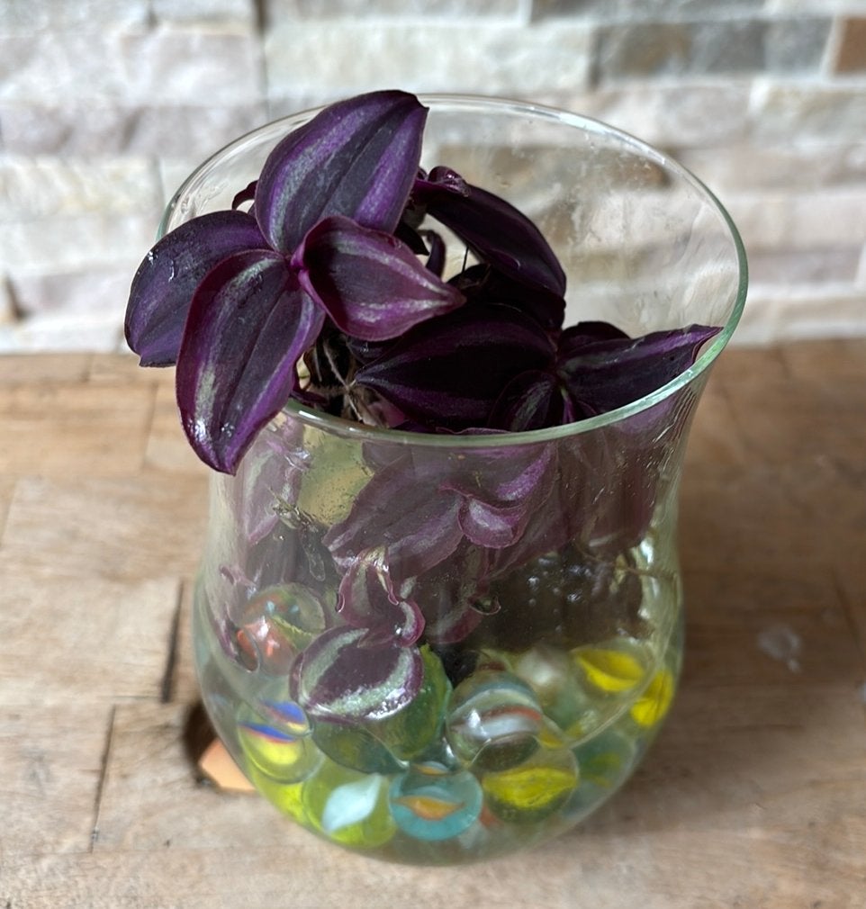 Tradescantia paars stek, Huis en Inrichting, Kamerplanten, Overige soorten, In pot, Minder dan 100 cm, Groene kamerplant