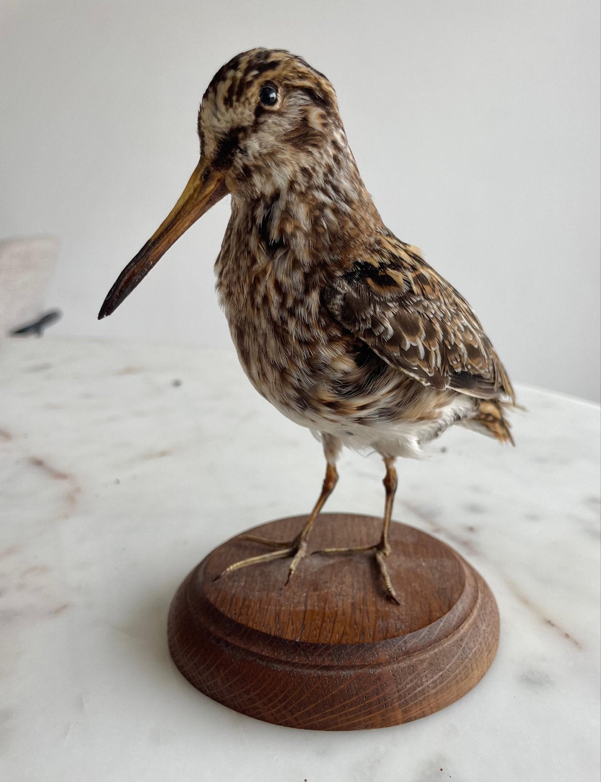 4 antieke opgezette vogels - oa Snip en Waterral, Verzamelen, Verzenden, Vogel, Opgezet dier