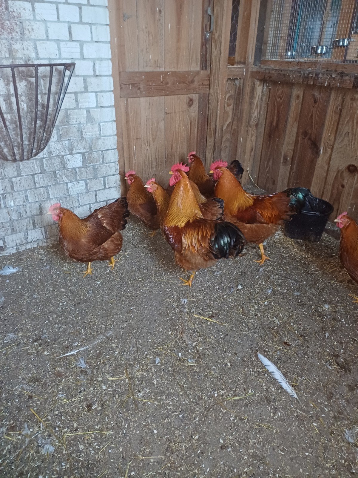 new hampshire kippen trio, Dieren en Toebehoren, Pluimvee, Meerdere dieren, Kip
