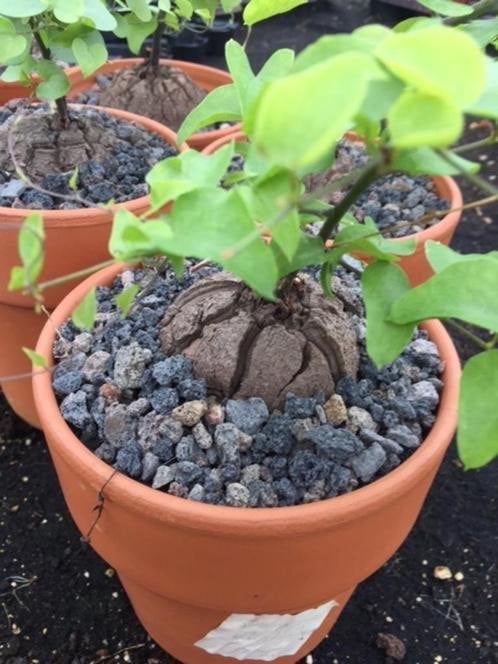 Caudex Dioscorea Elephantipes doorsnee 8-10cm terracottapot., Overige soorten, Ophalen of Verzenden, In pot, Minder dan 100 cm