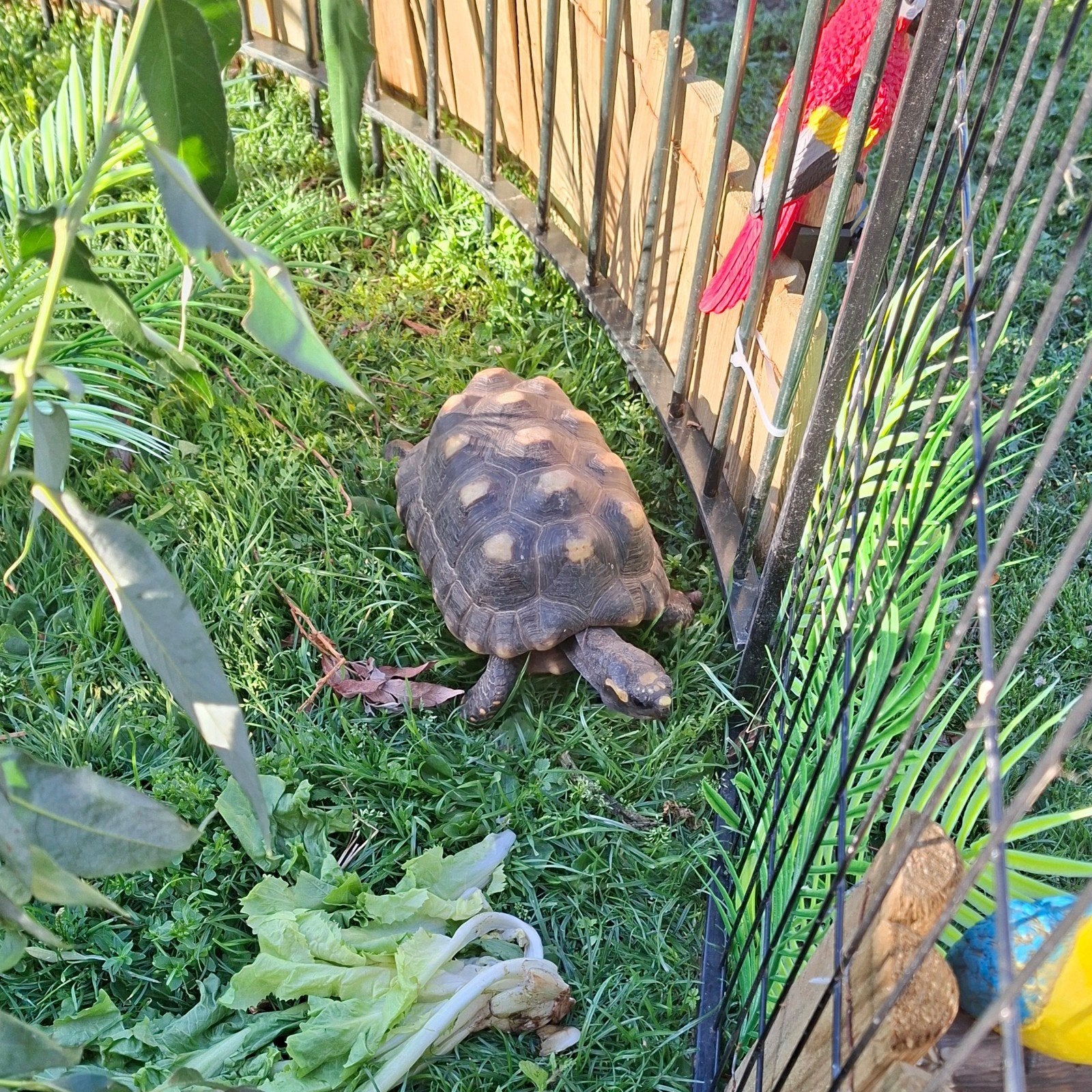 te koop 1 volwassen kolenbrander en 1 panterschildpad., Schildpad, 3 tot 6 jaar