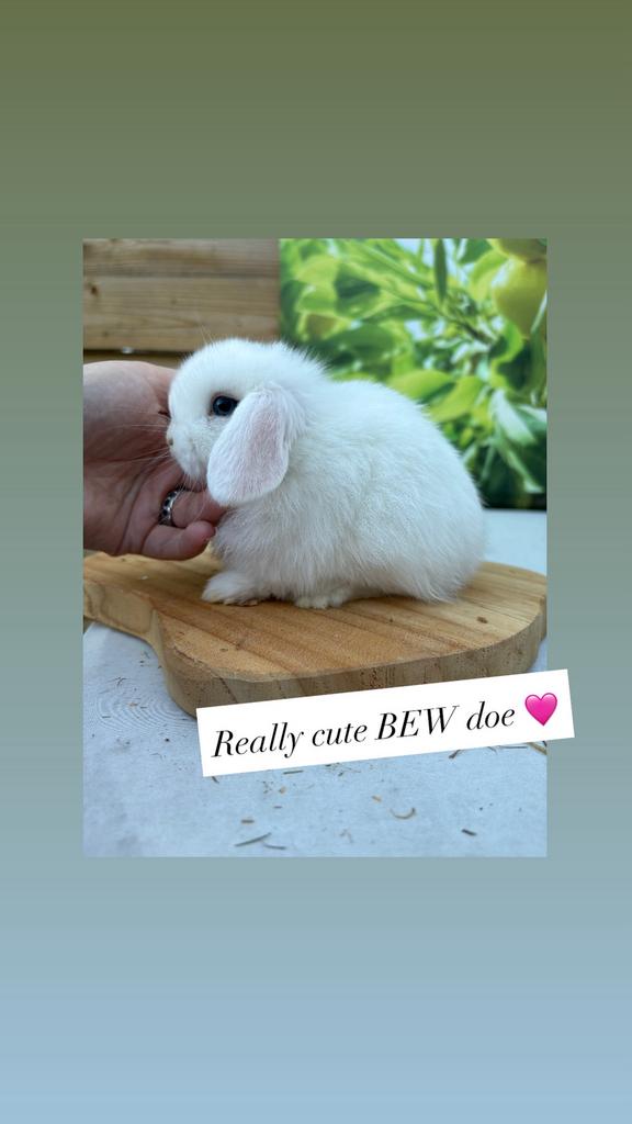 Knap raszuiver minilop voedstertje 🐰💜, Vrouwelijk, Dwerg, Hangoor, 0 tot 2 jaar