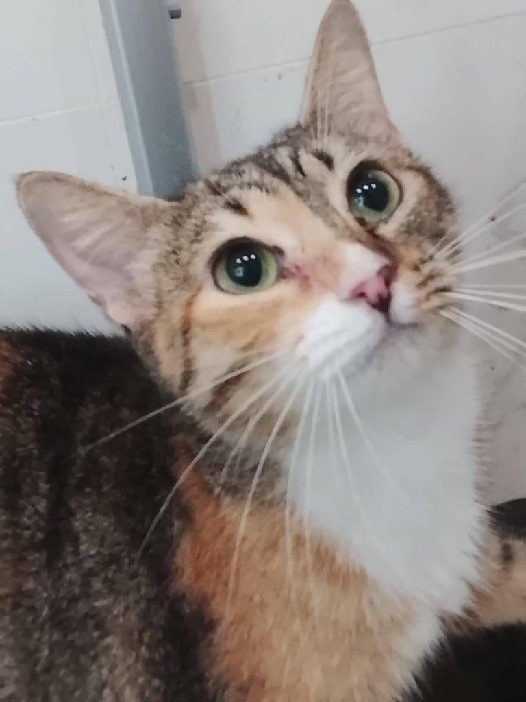 Jarela, Kris, 12-10-2024 met kittens afgestaan aan asiel, Dieren en Toebehoren, Katten en Kittens | Overige Katten, Poes, Kortharig