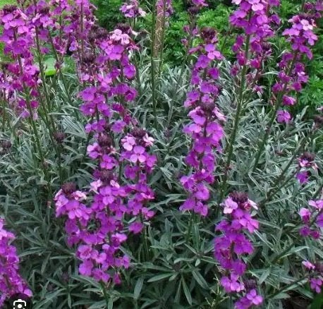 Erysimum linifolium 'Bowles Mauve', vaste plant, prachtig!, Volle zon, Vaste plant, Zomer, Ophalen