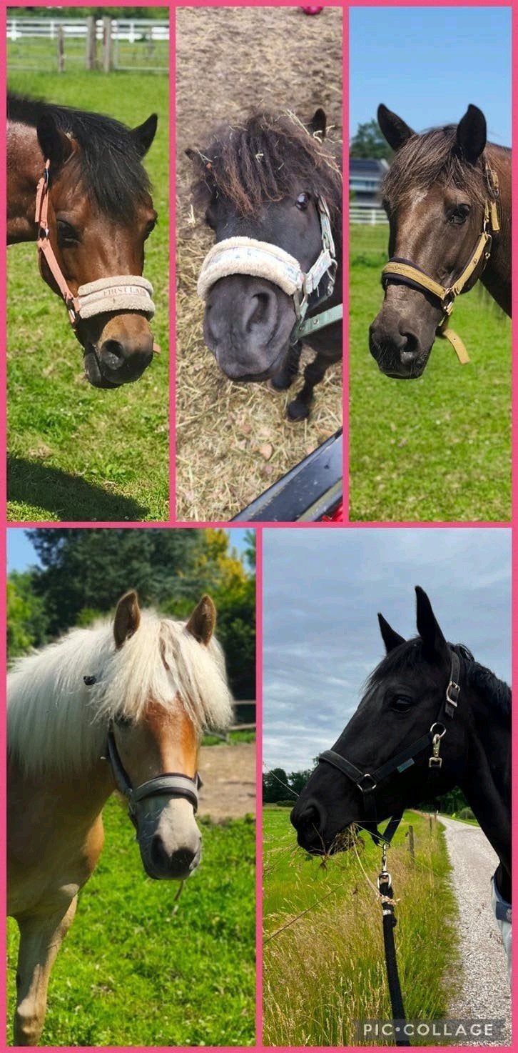 Stalhulp GEZOCHT, Diensten en Vakmensen, Dieren | Paarden | Verzorging, Oppas en Les, Verzorging of Verzorgpony's