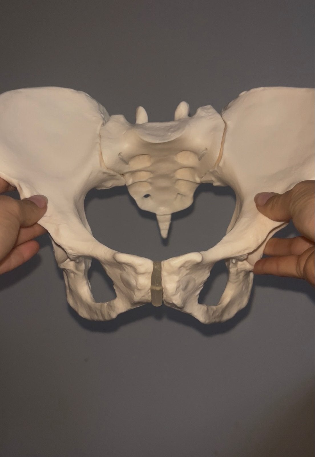 Vrouwelijk bekken | Anatomie | Bewegelijk model | Medisch, Ophalen of Verzenden, Nieuw