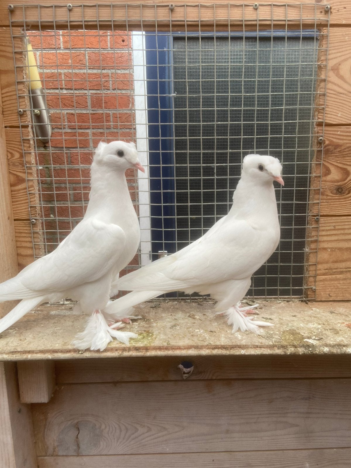 Takla, Dieren en Toebehoren, Meerdere dieren