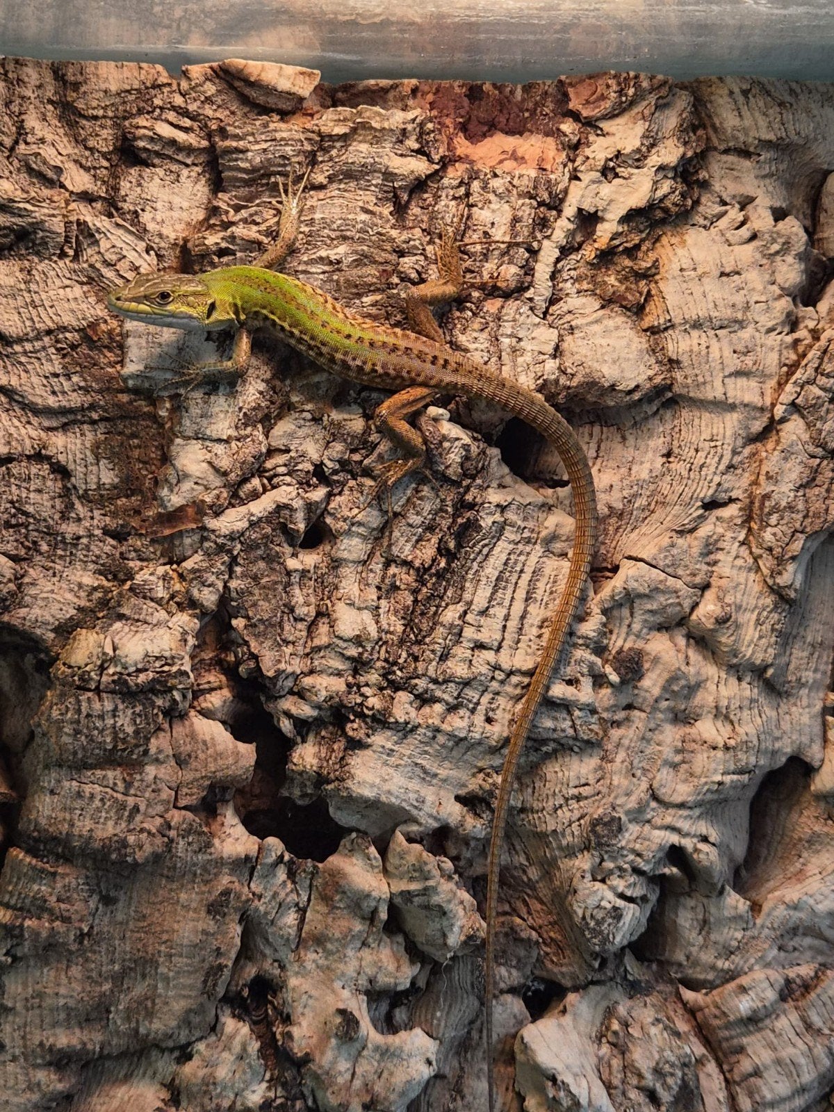 Ruïnehagedis (podarcis siculus), 0 tot 2 jaar