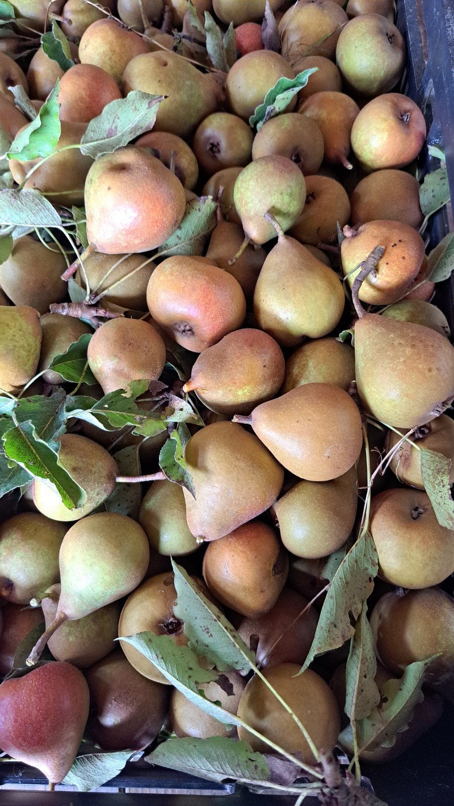 Verse Gieser Wildeman Stoofperen. 1 kilo voor 1 euro., Ophalen of Verzenden
