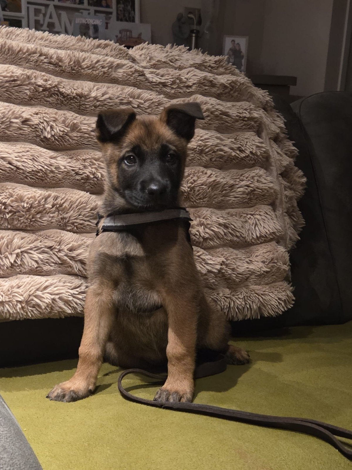 Mechelse herder pups knpv bloedlijnen, 8 tot 15 weken, Meerdere, Meerdere dieren, Herder