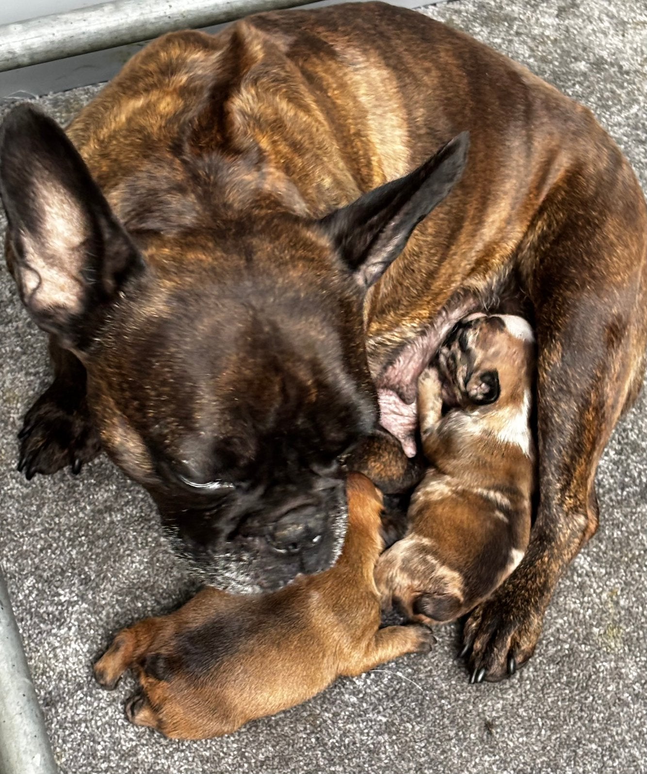 Franse Bulldog pups, Parvo, 8 tot 15 weken, Bulldog, Meerdere