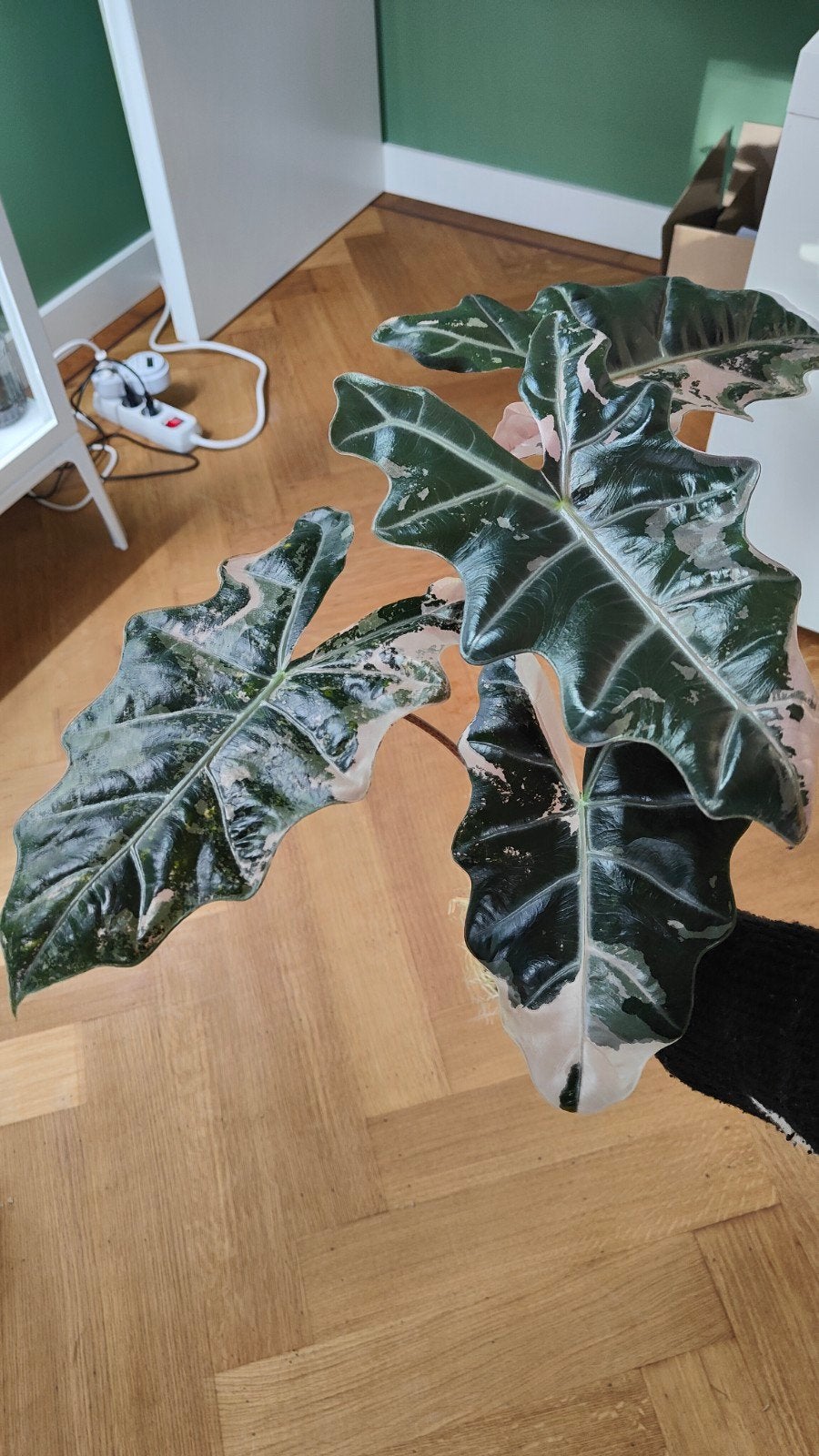 Alocasia pseudo sanderiana pink corms, Ophalen of Verzenden, Halfschaduw, Minder dan 100 cm