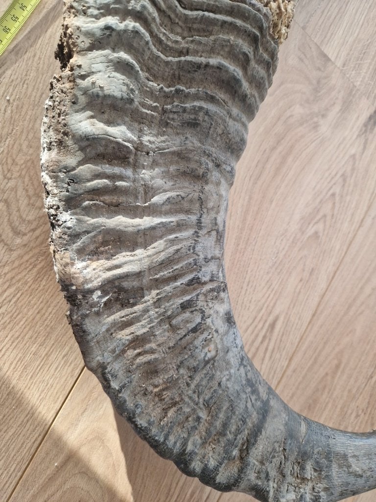Grote hoorns aan schedel, Ophalen of Verzenden