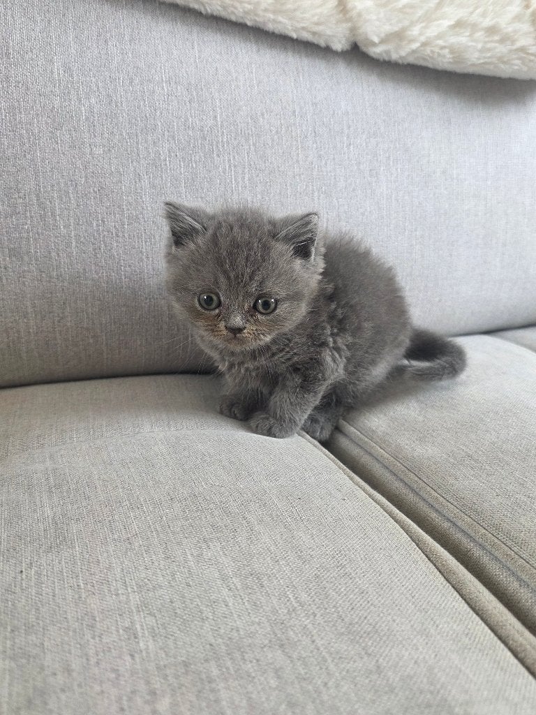 Britse kort en langhaar kittens, Dieren en Toebehoren, Meerdere dieren, Ontwormd, 0 tot 2 jaar