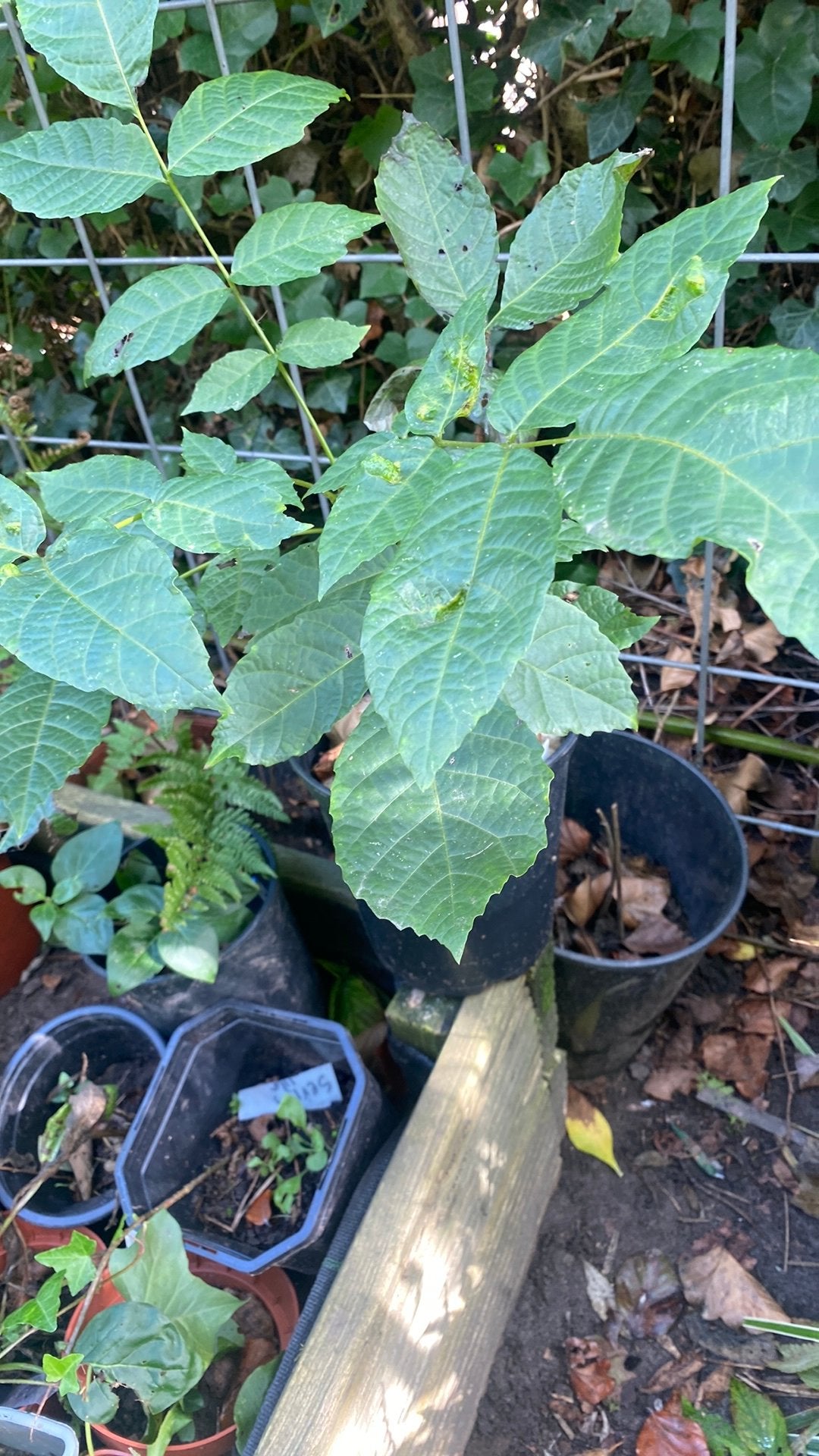 Walnoten boom Juglans regia voedselbos, Ophalen of Verzenden, In pot, Volle zon, Overige soorten