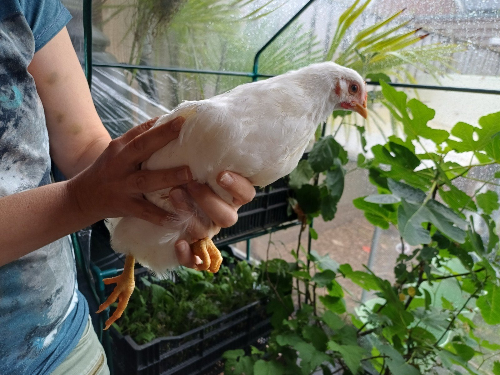 Toom barnevelders 2 hen 1 haan, wit en zw/zilvergezoomd, Meerdere dieren