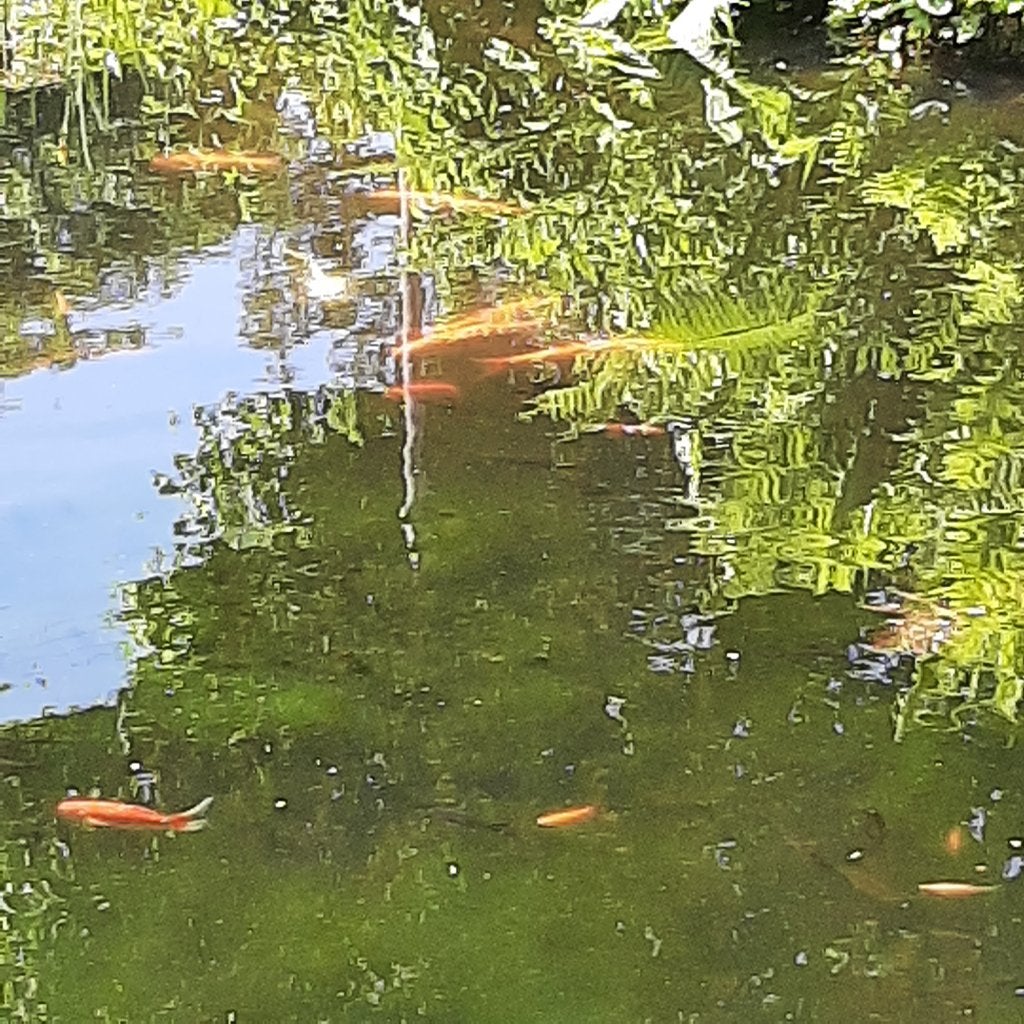 Koikarper en/of goudwinde gevraagd, gratis., Ophalen